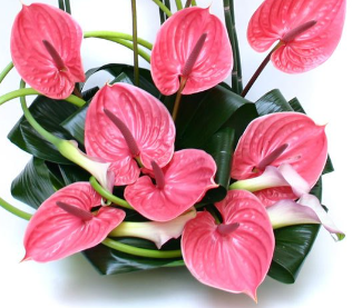 Antoryum - Calla - Strelitzia